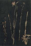 Paul Klee Herbarium oil painting artist